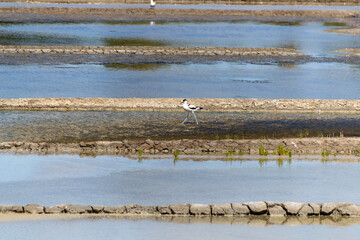 view of a salt marsh