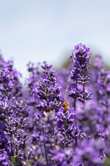 The honey bee pollinates lavender flowers. Summer background of lavender flowers with bees. 