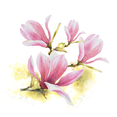 Magnolia pink flower bough. Watercolor hand drawn Illustration isolated on white background with green stains. Clipart for greetings, invitations, anniversaries, weddings, birthdays cards, sticker.