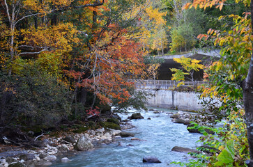 Leaves changing color in Daisetsuzan National Park