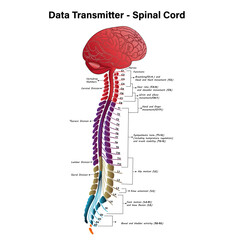 Diagram of Spinal Cord, Structure of the Spinal Cord, data transmitter spinal cord, Spinal Cord – Anatomy, Structure, Function, and Spinal Cord Nerves