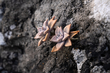close-up of cactuses on the wall