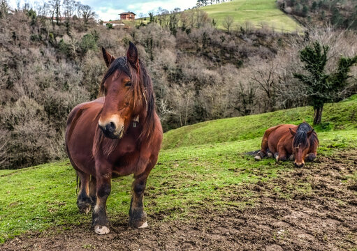 POTTOKA caballos Vascos en el monte pasando el frio de invierno 