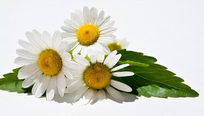 chamomile flower isolated on white or transparent background camomile medicinal plant herbal medicine three chamomile flowers with green stem and leaves