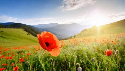 open bud of red poppy flower in the field at mountainous countryside - obrazy, fototapety, plakaty