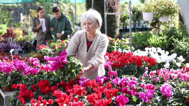 Mature woman customer-onlooker curiously examines showcase exhibition with indoor plant cyclamen. Owner of offline flower shop inspects showcase with goods new arrival 
