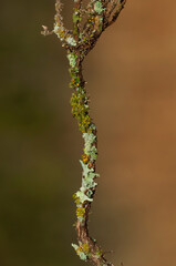 Lichens attached to a tree branch, La Pampa Province, Patagonia, Argentina.