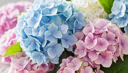 background of hydrangea flowers in soft pastel blue and pink