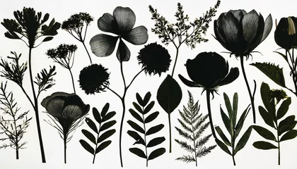 Fotobehang hand drawn of detailed black silhouettes of flowers and herbs on white background botanical sketch flowers collection tattoo wall art branding and packaging design © Lucia