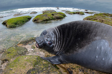 Elephant seal, Peninsula Valdes, Unesco World Heritage Site, Patagonia, Argentina