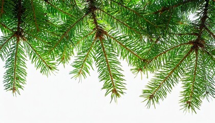 Fototapeta na wymiar green fir tree isolated on white background vector eps 10
