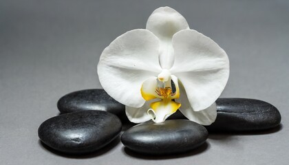 Fototapeta na wymiar white orchid and black spa stones on the gray background