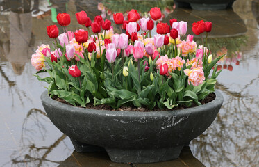 Colorful tulips flowers in the pond in front of the Rijksmuseum in Amsterdam. Netherlands