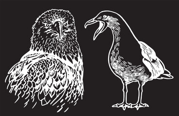 Fototapeta na wymiar Graphical set of birds on white , vector illustration 