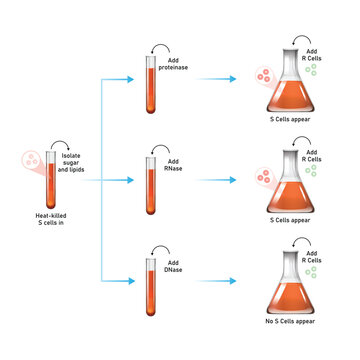 Avery MacLeod McCarty Experiment Scientific Design. Vector Illustration.