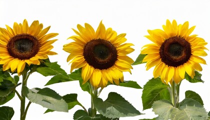 three wonderful sunflowers helianthus annuus isolated on white background including clipping path germany