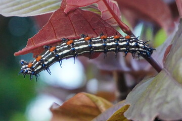 Moth larvae feeding on Yusuf's Mantel leaves.