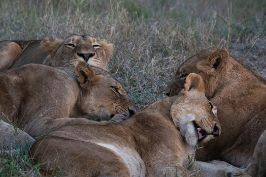 Lion pride (Panthera leo), Sabi Sands Game Reserve, South Africa