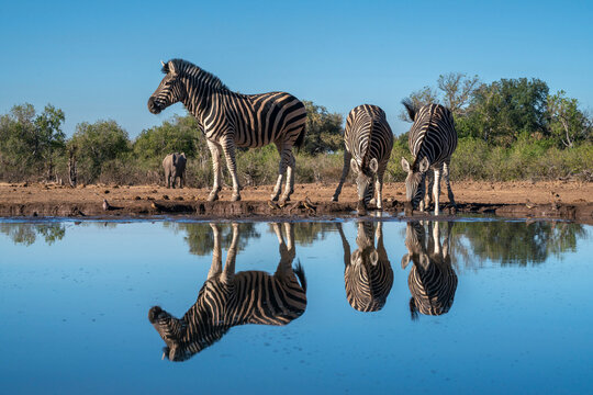 Plains zebras (Equus quagga) drinking at waterhole, Mashatu Game Reserve, Botswana