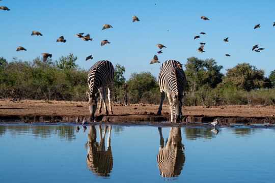 Plains zebras (Equus quagga) drinking at waterhole, Mashatu Game Reserve, Botswana