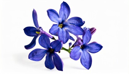 blue lilac pansies flower isolated