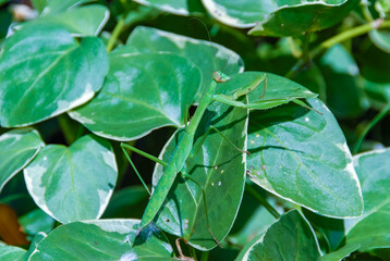 Mimicry in nature, a predatory green mantis, unnoticeable on green plants
