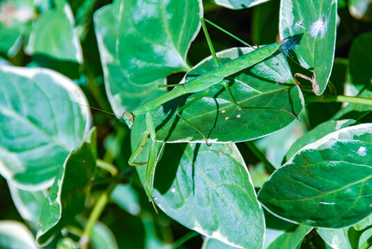 Mimicry in nature, a predatory green mantis, unnoticeable on green plants