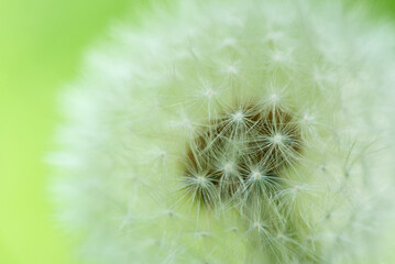 Macro shot of white fluffy dandelion. Beautiful puffy dandelion selective focus