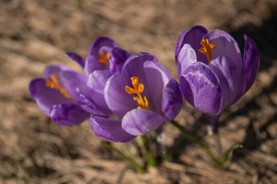 Crocus Flowers, Fagaras Mountains, Arges County, Muntenia, Romania
