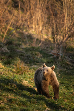 Brown Bear seen from Bunea Wilderness Hide, Fagaras Mountains, Arges County, Muntenia, Romania