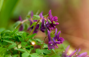 Corydalis flower. First spring violet flower blooming in the forest. Spring seasonal banner with purple bird-in-a-bush corydalis solida against a empty blurred background.