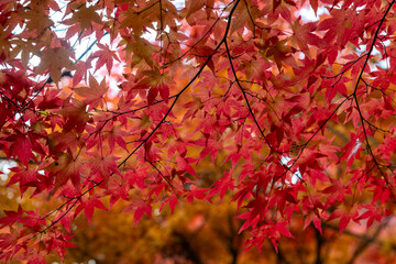 red maple leaves