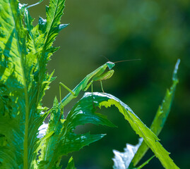 Mimicry in nature, a predatory green mantis, unnoticeable on green plants