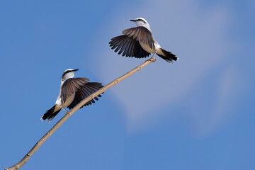 Courtship display of a couple of Masked Water-Tyrant (Fluvicola nengeta), Serra da Canastra National Park, Minas Gerais, Brazil