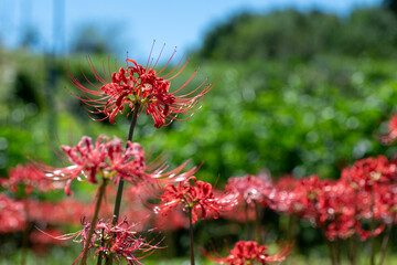 red flowers in the garden