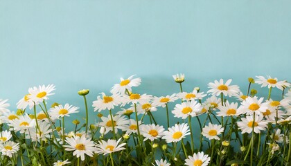 spring daisy border