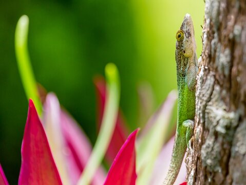 Antiguan Anole lizard (Anolis Leachii) in Smiths, Bermuda, Atlantic