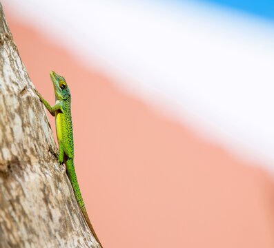 Antiguan Anole lizard (Anolis Leachii) in Smiths, Bermuda, Atlantic
