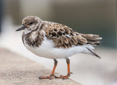 Ruddy Turnstone (Arenaria Interpres), a small cosmopolitan wading bird, Bermuda, Atlantic