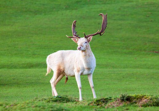 Fallow deer at Knole House, near Sevenoaks. Kent, England