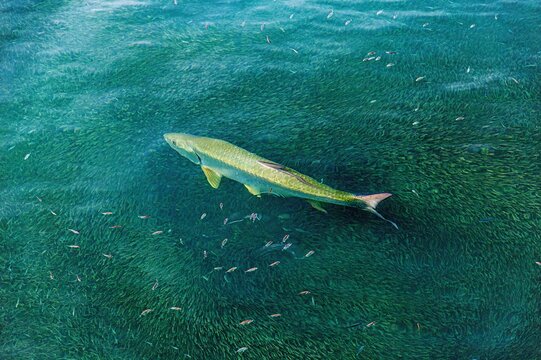 Tarpon (Megalops Atlanticus) chasing fry in Bailey's Bay, Bermuda, Atlantic