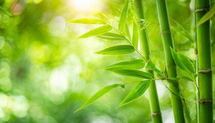 nature of green leaf bamboo in garden at summer natural green leaves plants using as spring background cover page greenery environment ecology wallpaper