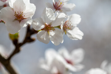 cherry tree flowers