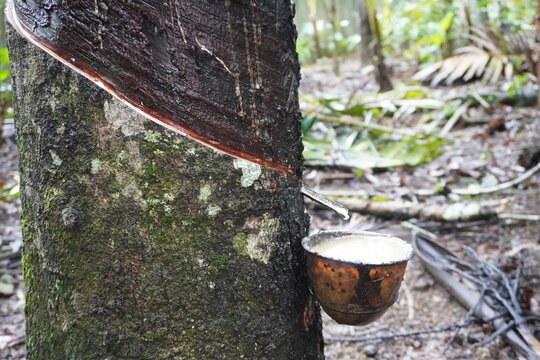 Farmers failed to harvest due to rubber tree getting wet due to heavy rain.