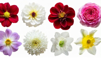 collection beautiful head white flowers of dahlia rose chamomile daffodil helleborus iris daisy isolated on white background beautiful floral delicate composition flat lay top view