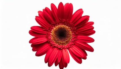 red gerbera flower head isolated on white background closeup gerbera inr without shadow top view flat lay - obrazy, fototapety, plakaty