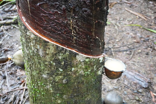 Side view, the rubber tree is wet due to heavy rain.