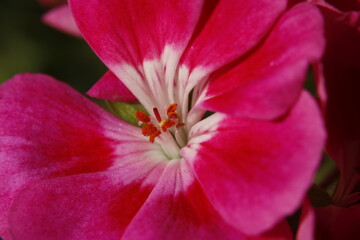 Obraz na płótnie Canvas Scented-Leaved Geranium, flower