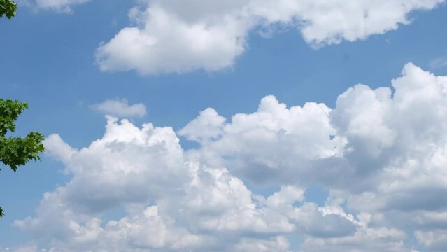 Panorama of blue sky with clouds in a sunny day and green leaves tree crone