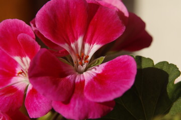 Scented-Leaved Geranium, flower